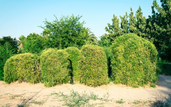 Cost of Bamboo Hedge Removal in Frankfort