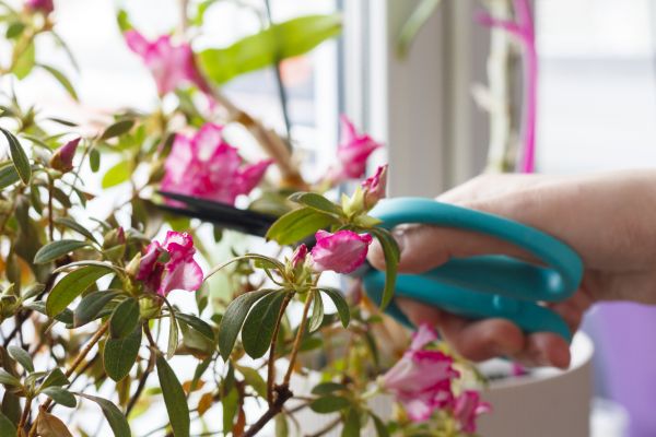 Azalea Pruning in Frankfort