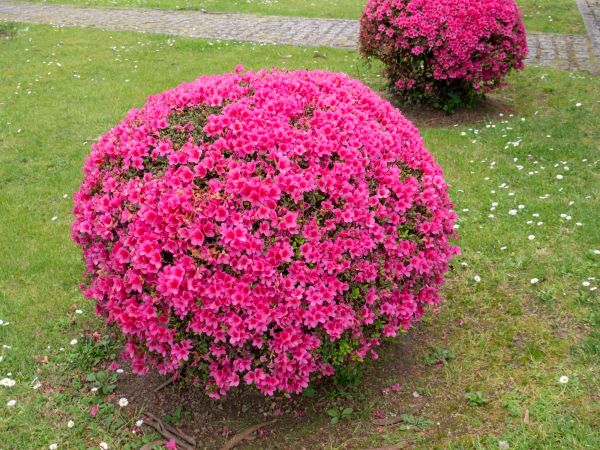 Rhododendron Pruning in Frankfort