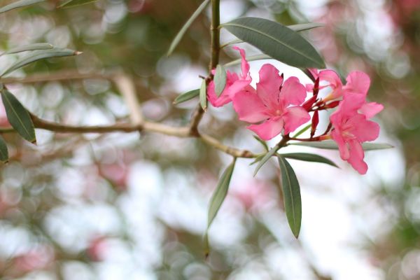 Cost of Oleander Removal in Frankfort