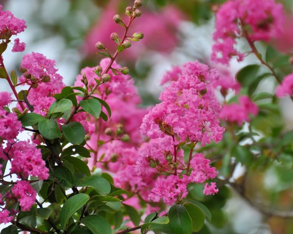 Cost of Crepe Myrtle Removal in Frankfort