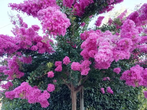 Crape Myrtle Pruning in Frankfort
