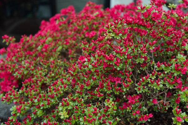 Cost of Weigela Removal Service in Frankfort