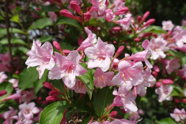 Cost of Weigela Pruning Service in Frankfort