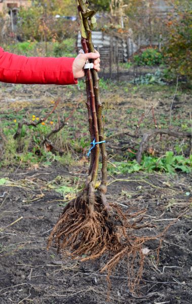 Cost of Shrub Root Removal in Frankfort