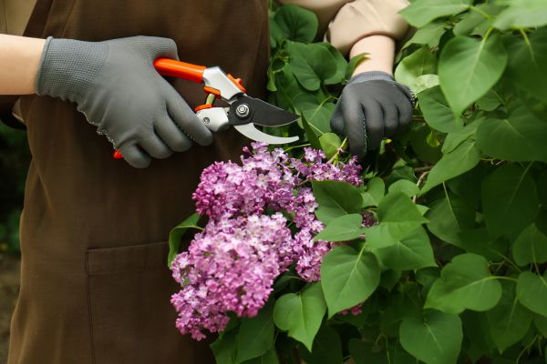 Cost of Lilac Pruning Service in Frankfort