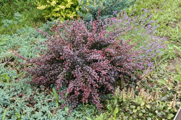 Cost of Japanese Barberry Removal in Frankfort