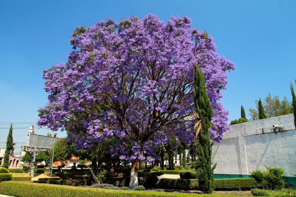 Cost of Jacaranda Pruning in Frankfort
