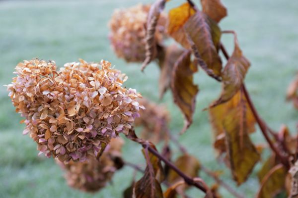 Cost of Hydrangea Removal in Frankfort