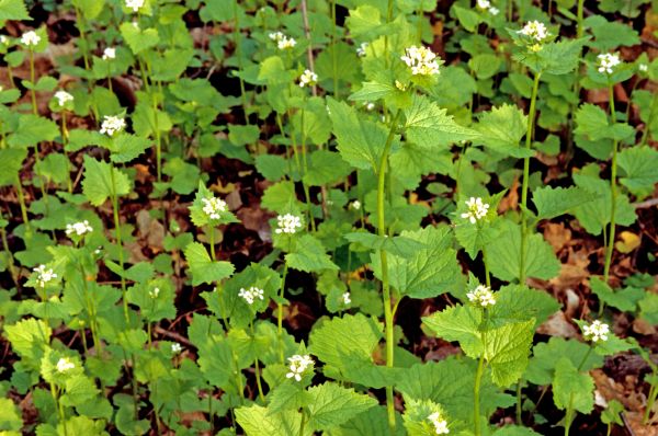 Cost of Garlic Mustard Removal in Frankfort