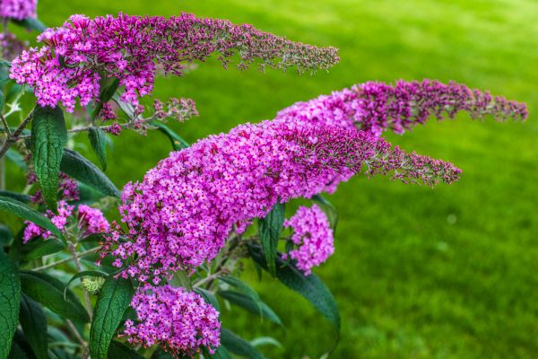Cost of Butterfly Bush Removal in Frankfort