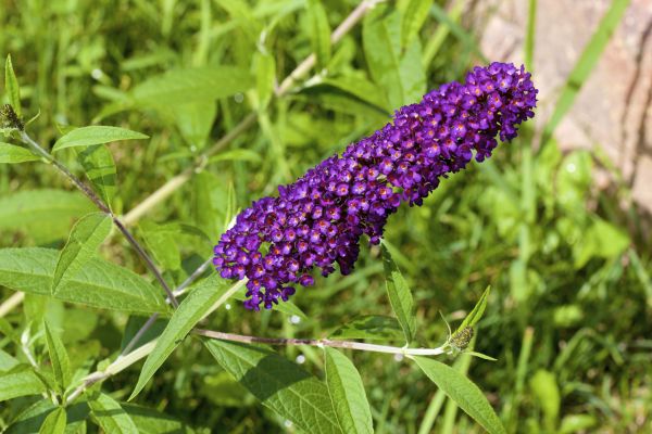 Butterfly Bush Pruning in Frankfort