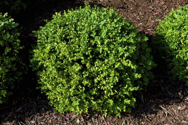 Cost of Boxwood Removal in Frankfort