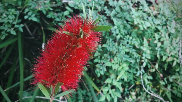 Cost of Bottlebrush Pruning in Frankfort