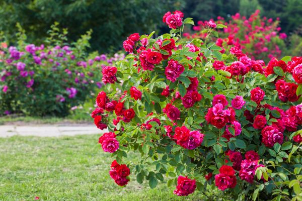 Shrub Trimming in Frankfort