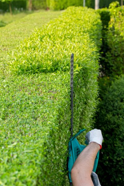 Hedge Trimming in Frankfort